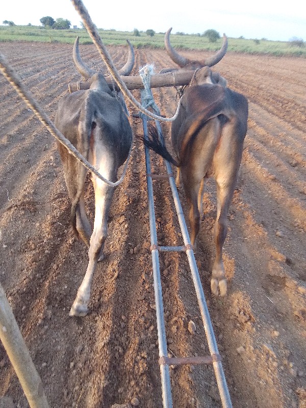 ધોઢલા વેચવાનાછૈ