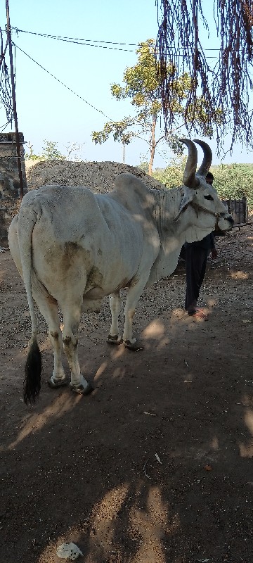 બળદ વેચવાનું છે