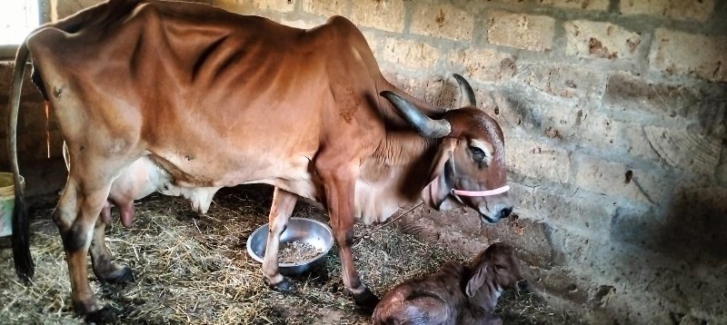 ગાય વેચવાની છે