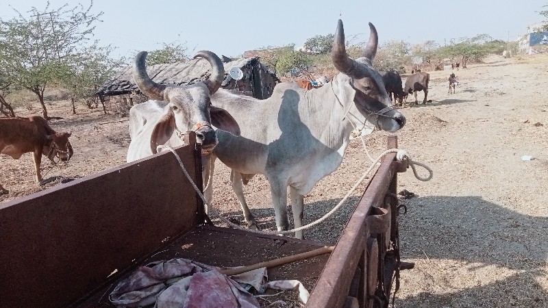 વધિયારા વેચવાના...