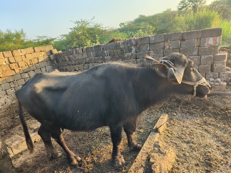 ભેંસ વેચવાની છે