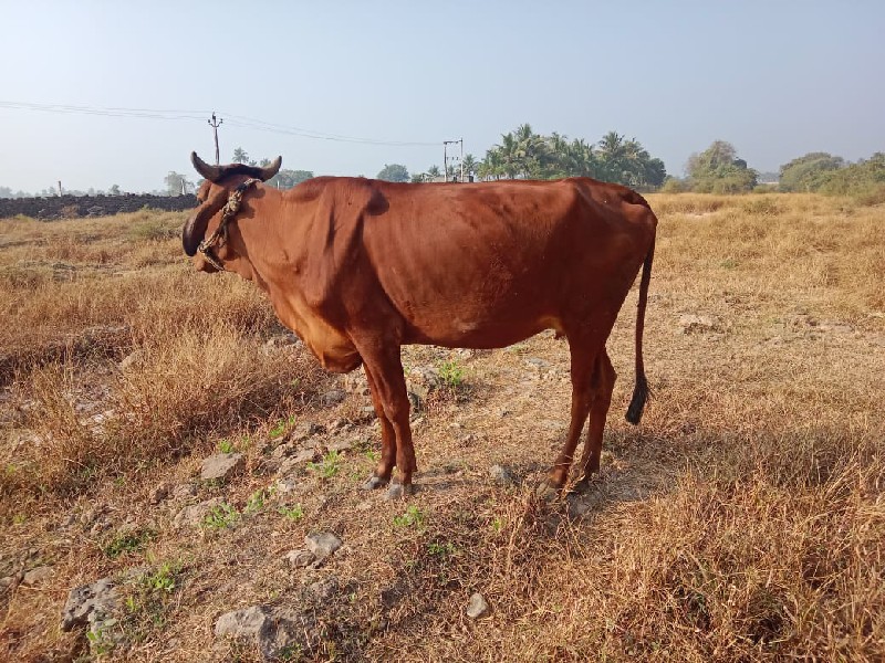 જર્સી ગાય વેચવા...