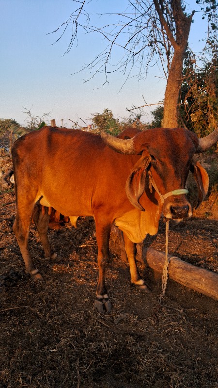 ગાય વેચવાની છે