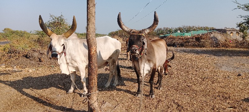 અમરાપર જામજોધપુ...