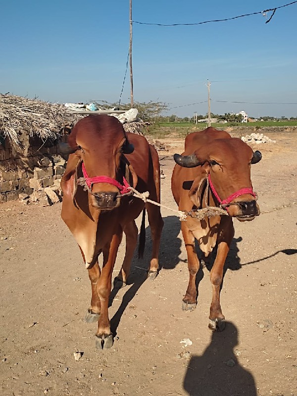 ગોઢલા વેચવાના છ...