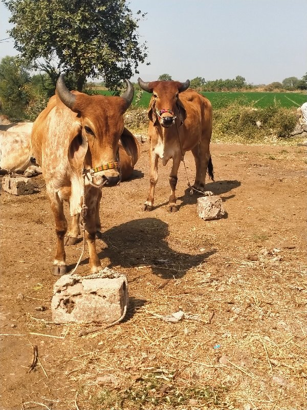 ગોધલા વેસવાનાસે