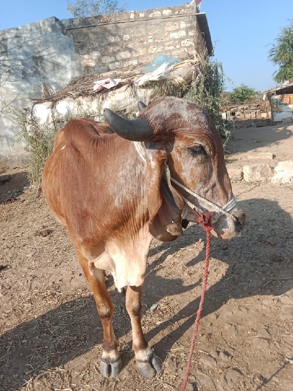 વેચવાના છે