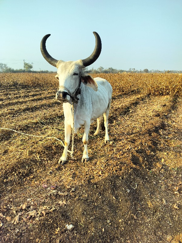 ગોધલો વેચવાના છ...