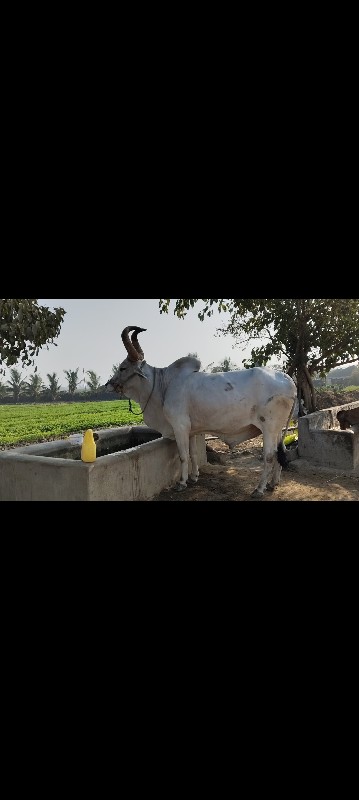 બળદ વેશવા નો છે