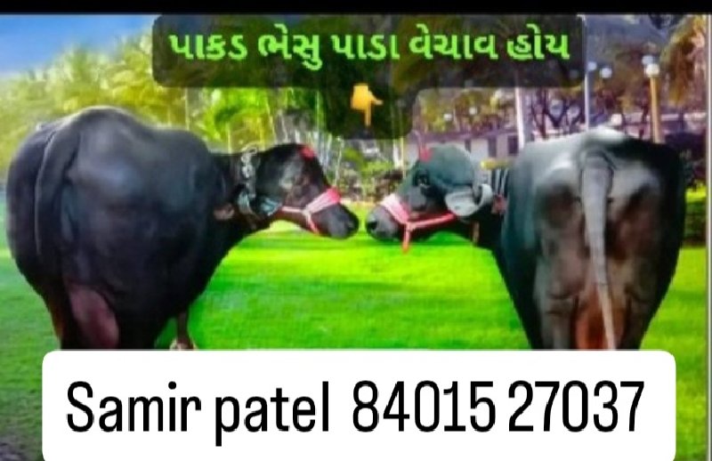 પાકડમાલ ભેંસ ખડ...