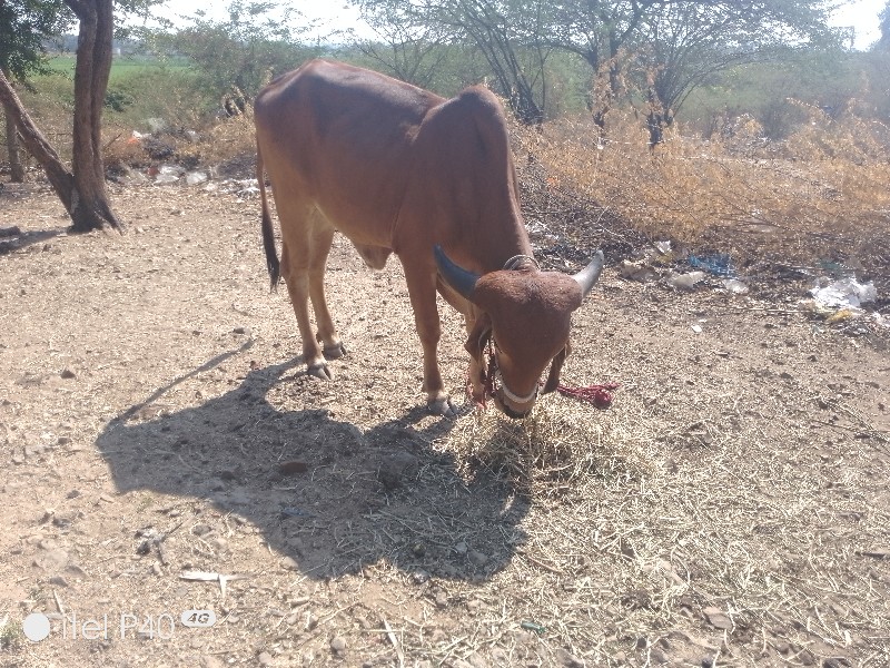 વેચવાનોછે