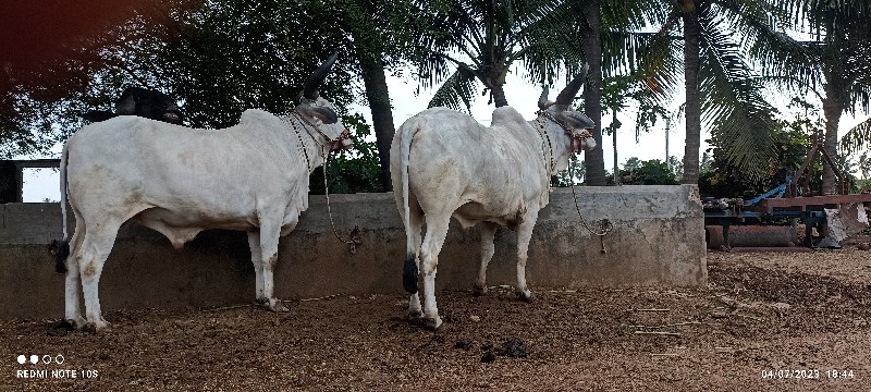 વાછરડા વેચવા છે