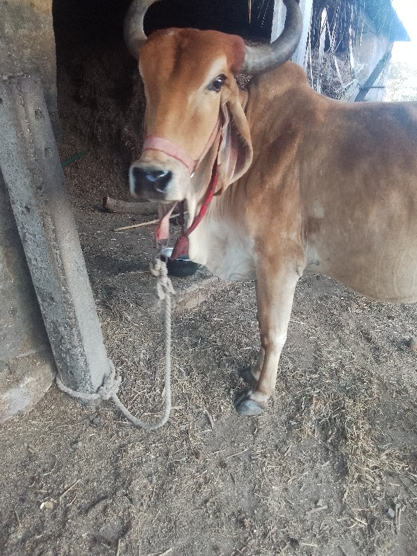 ગાય વેચવાની છે...