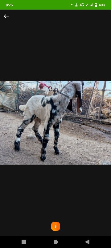 તોતાપુરી બકરી બ...