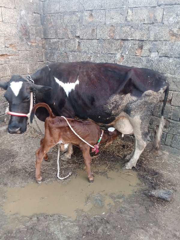 એચએફ ગાય વેચવાન...