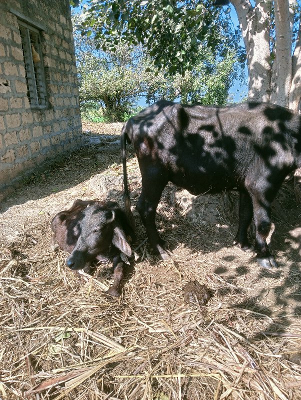 પાડી