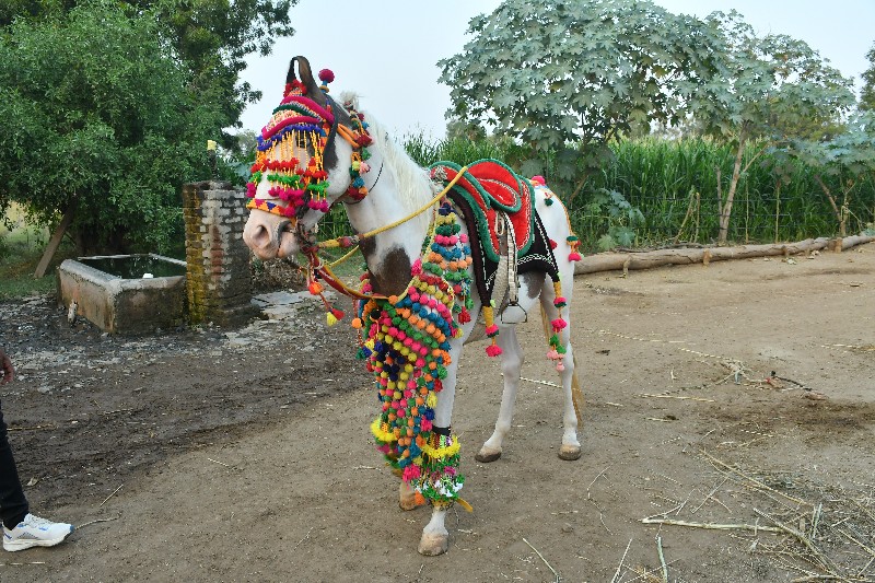 ચાલુ વરઘોડાની