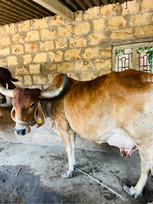 ગાય વેચવાની છે