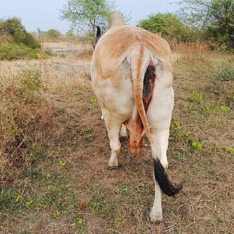 ગાયો12 સે કીમત...