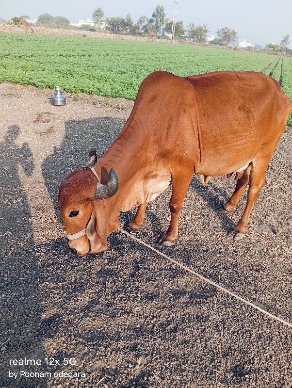 ગાય વેચવાની છે