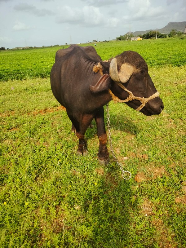 વેચવાની