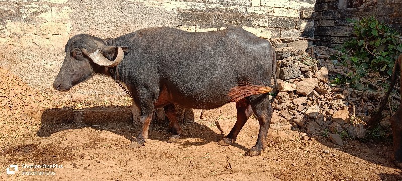 આ ભેંસ વેચવાની...