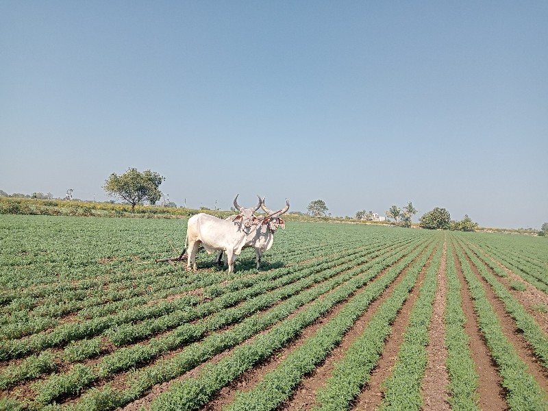 ગોઢલા વેચવાના છ...