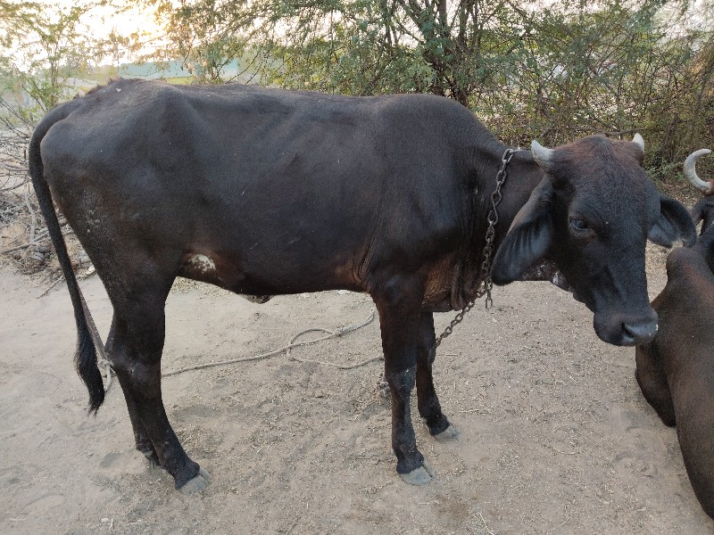 કાળી વાછડી ઘરની