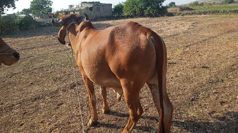 -> ગોઢલા વેસવાન...