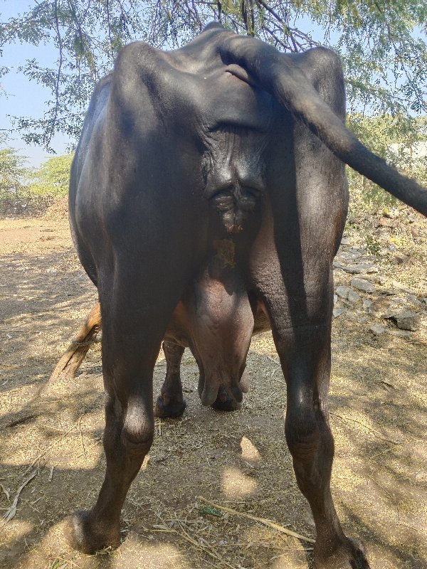 ત્રીજું વેતર છે