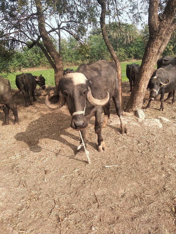 ખેણેલીવેશવાનીછે...