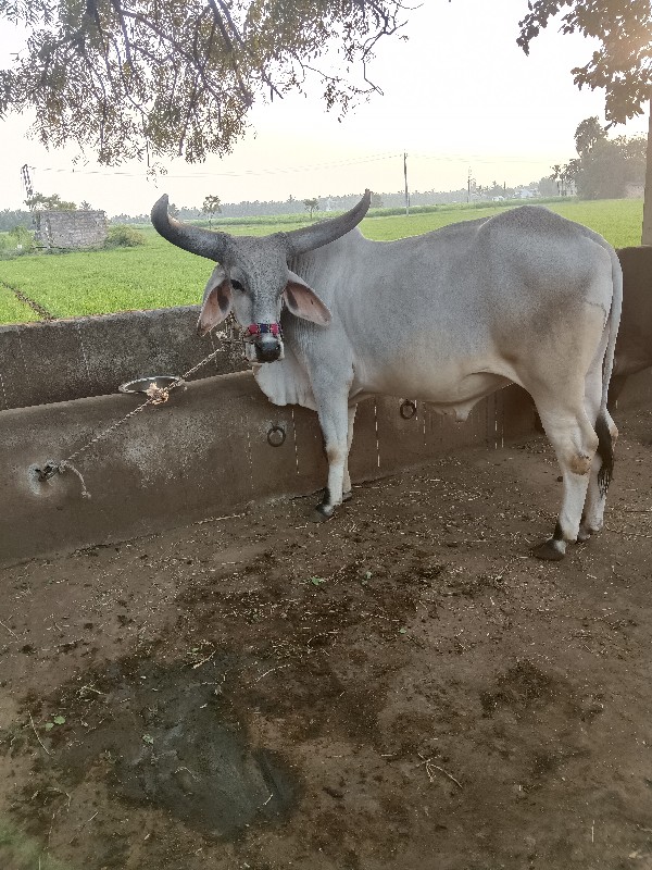 બળદ વેસવા નો સે...