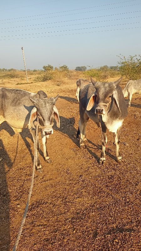 દાંત કરા નથી