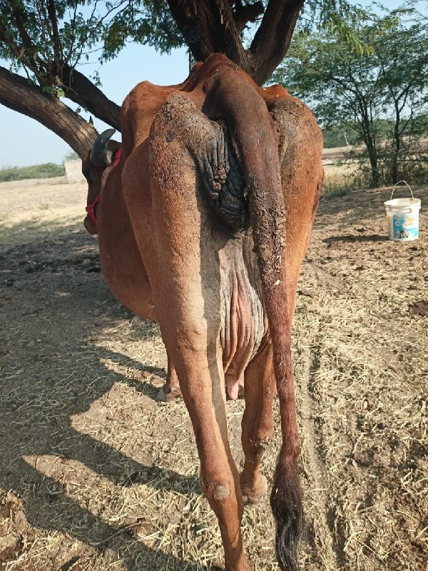 ગાય છે