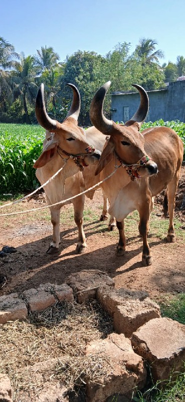 બળદ વેચવાનાછે