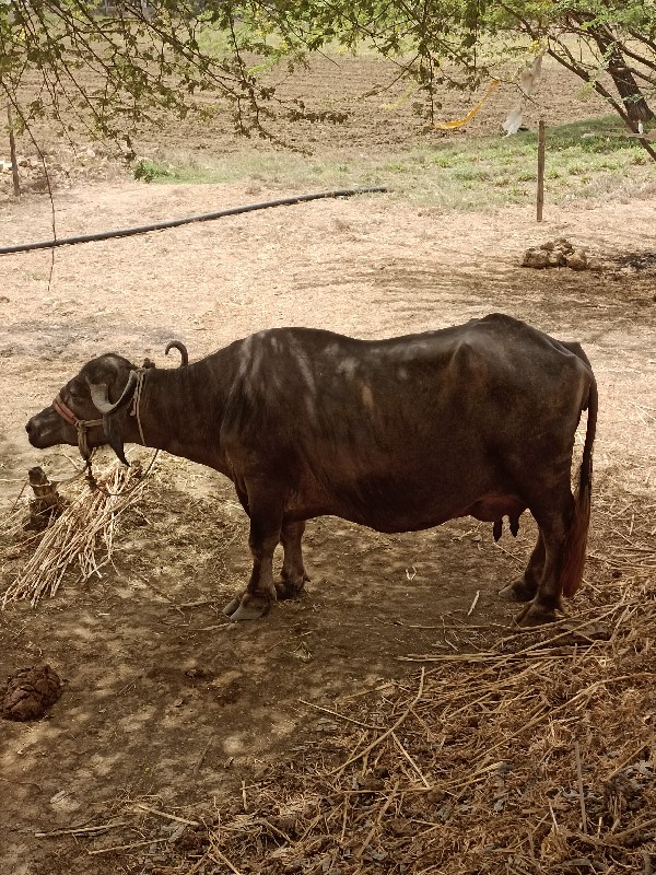 ભેંસ વેચવાની છે...