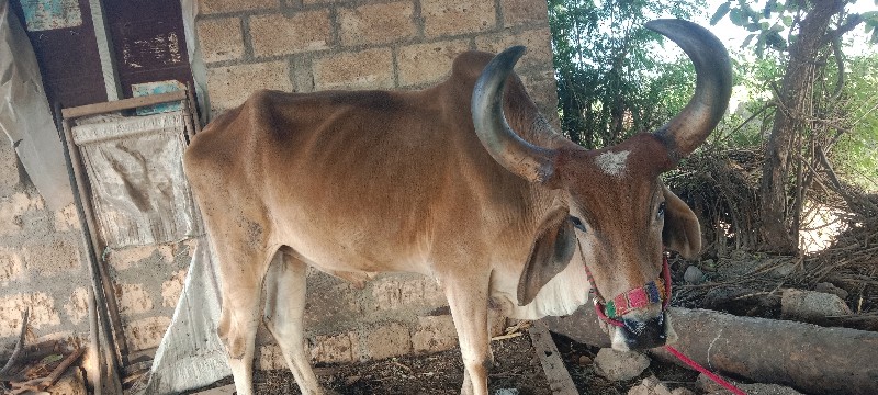 બળદ વેસવાનો છે