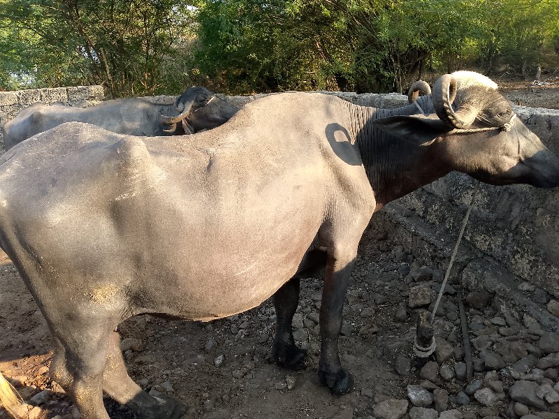 ભેંસુવેચવાની છે...