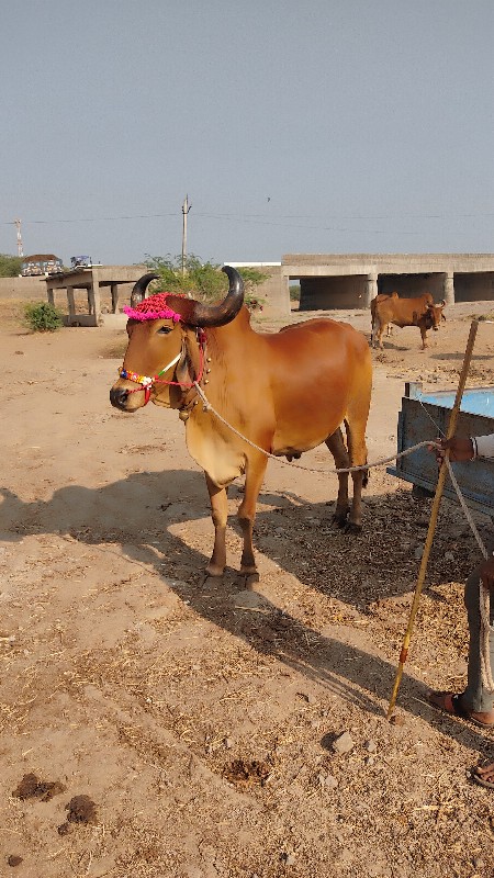 બળદ વેચવાનો છે