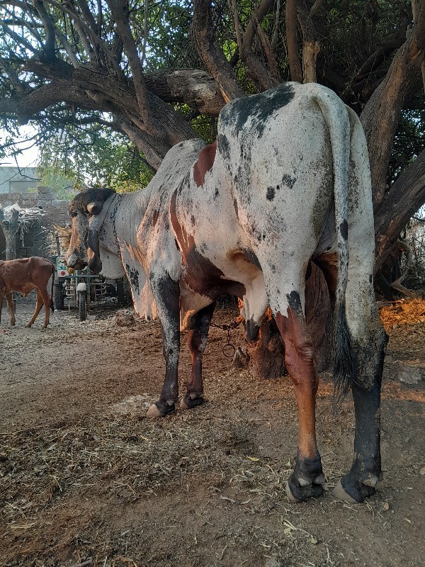 ખુટ