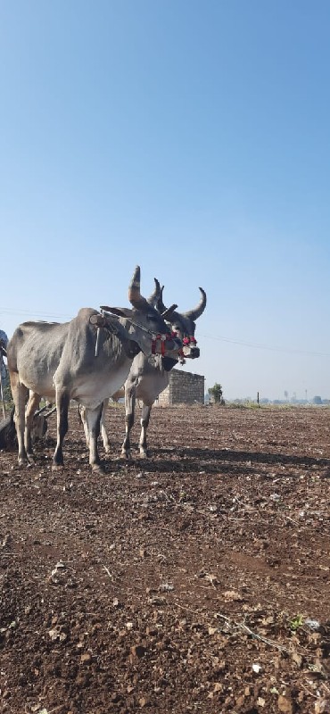 વાસડા બેસવાના છ...