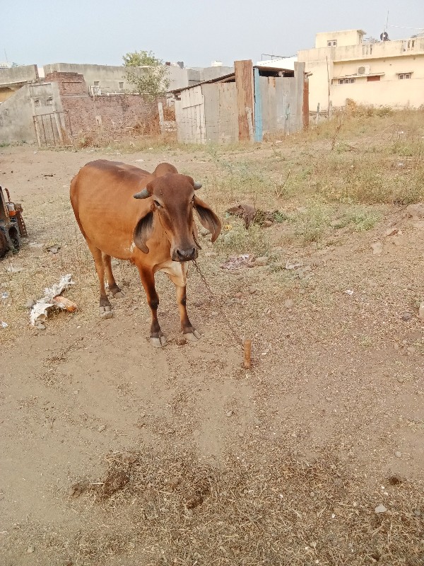 ગાય