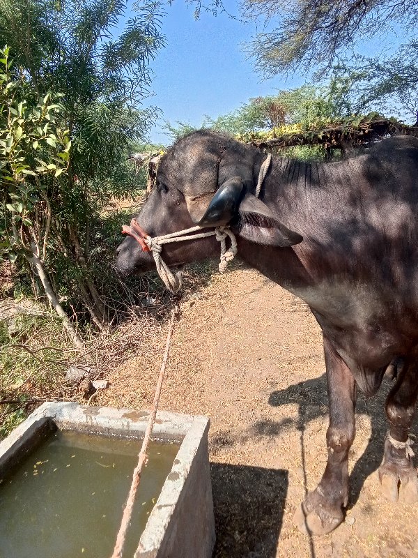 ખડેલું