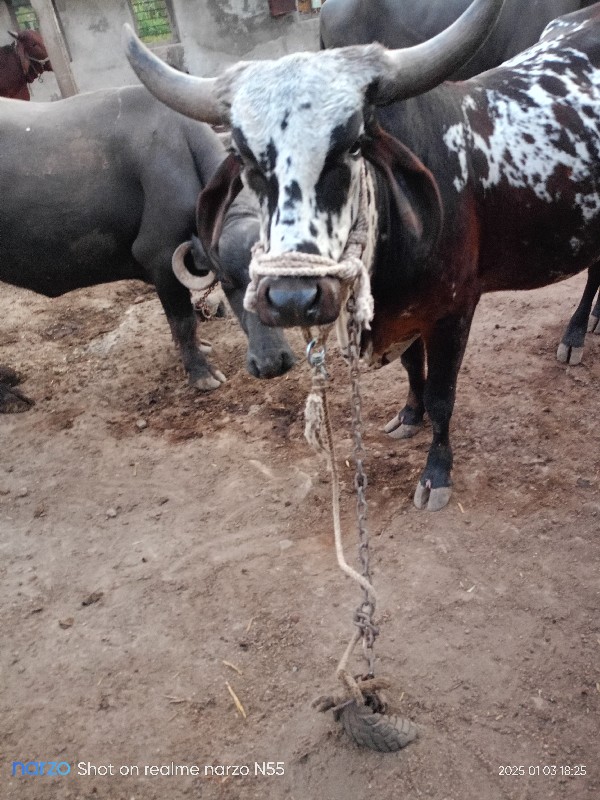 ગાય 🐄 વૅચવાની છ...