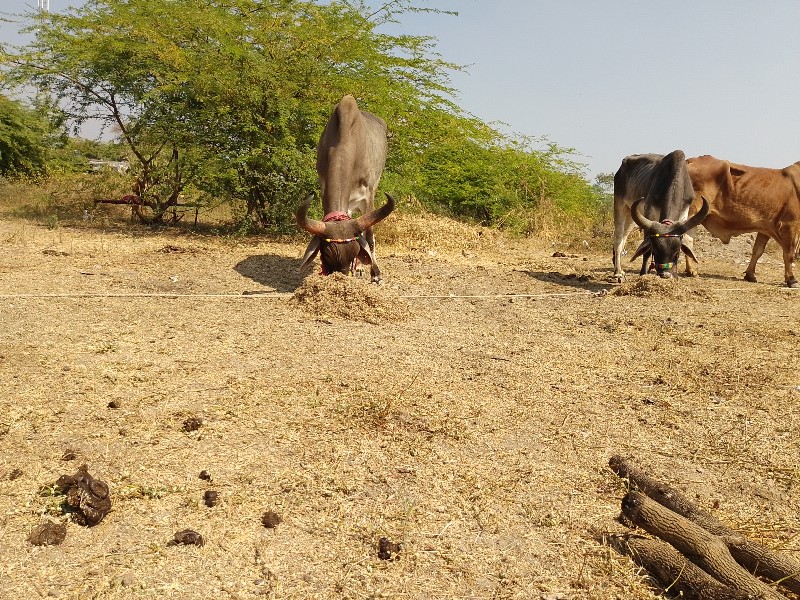 ડેડરવા ગામ