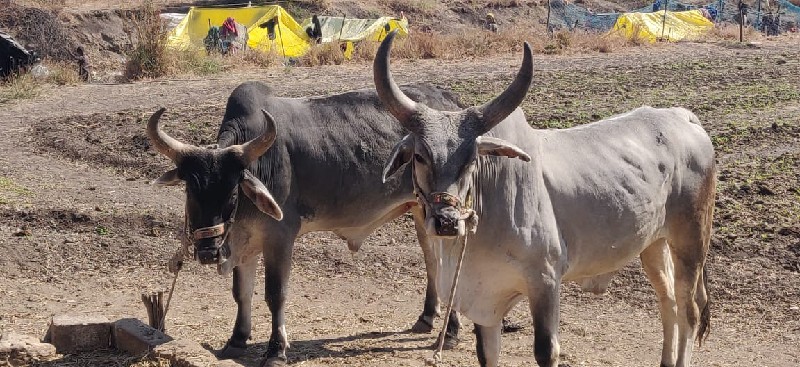 ગોઢલા વેચવાના છ...