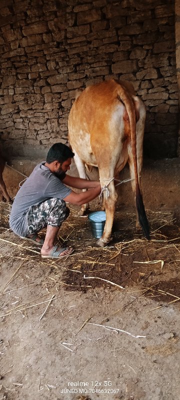 ગીર ગાય વેચવાની...