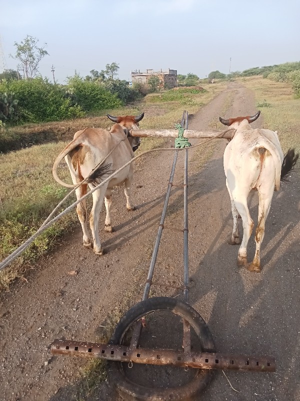 વેચવાના છે સાવ...