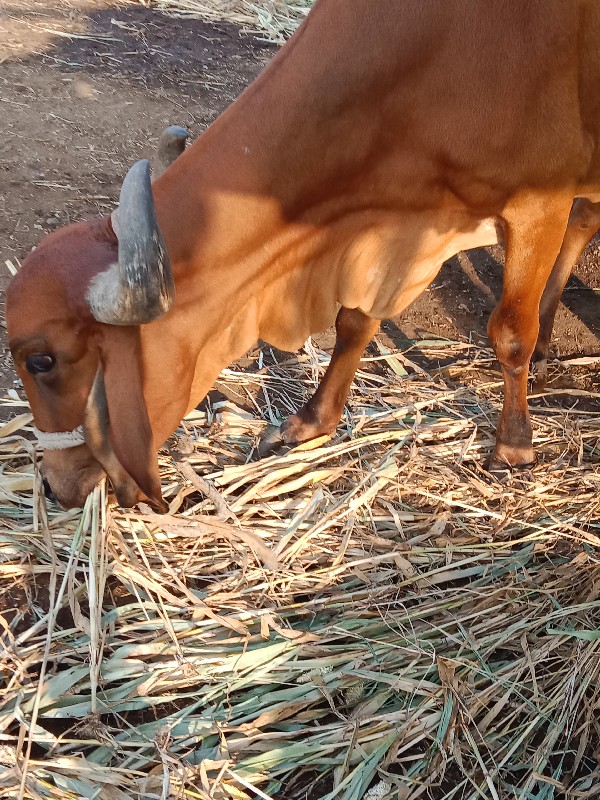 ગાય વેચવાની સે