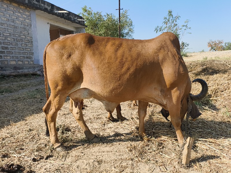 ગાય વેચવાની ચોથ...